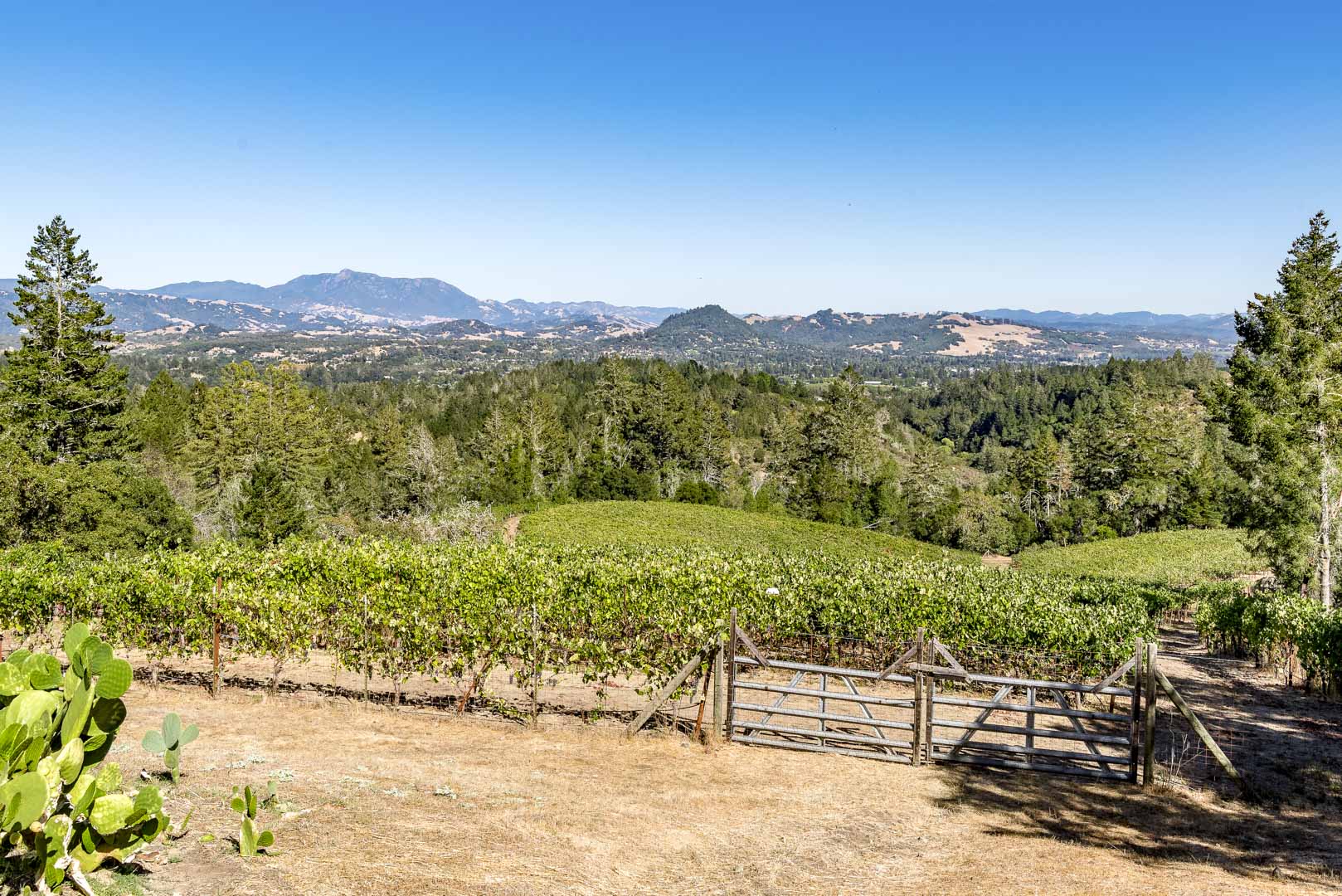 Healdsburg Vineyard & Winery Estate