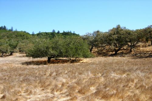 Sonoma Wine Country Land for sale