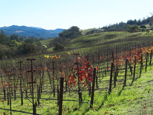 Organic Hillside Vineyards