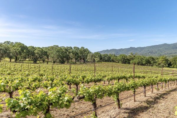 Ever wonder how many bottles of wine are made from 1 acre of vineyard?
