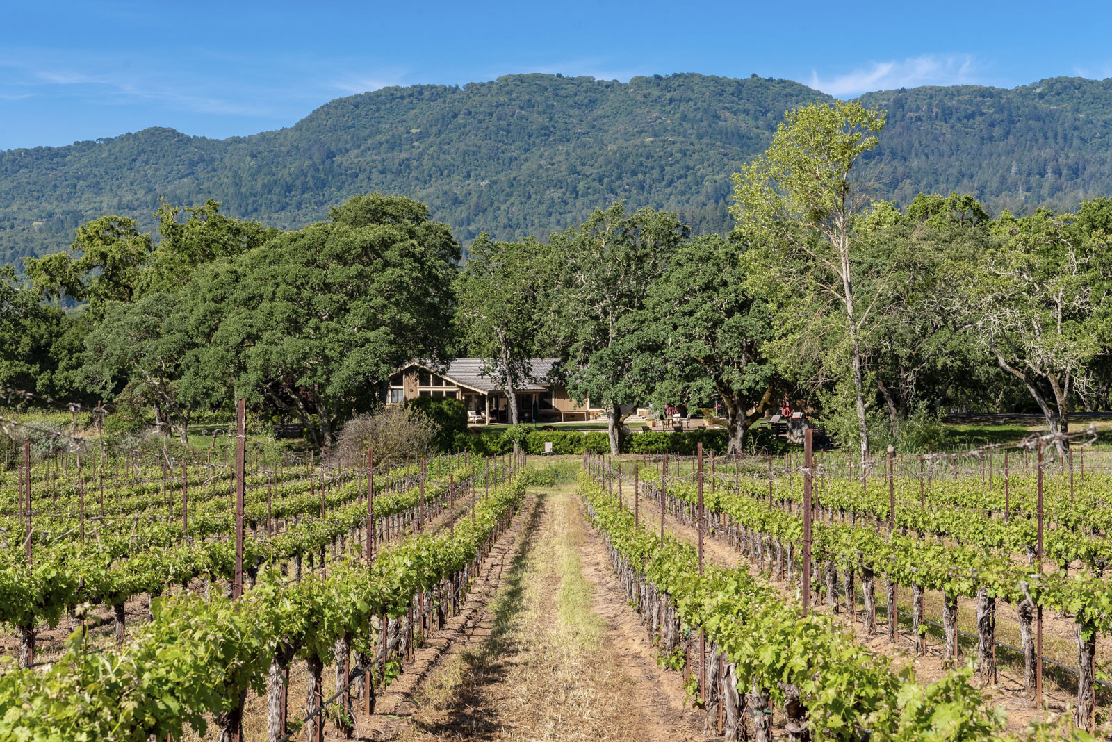 Glen Ellen's Trestle Glen Vineyard Estate & Family Compound for sale